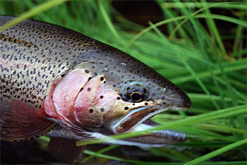 Alaska Fishing